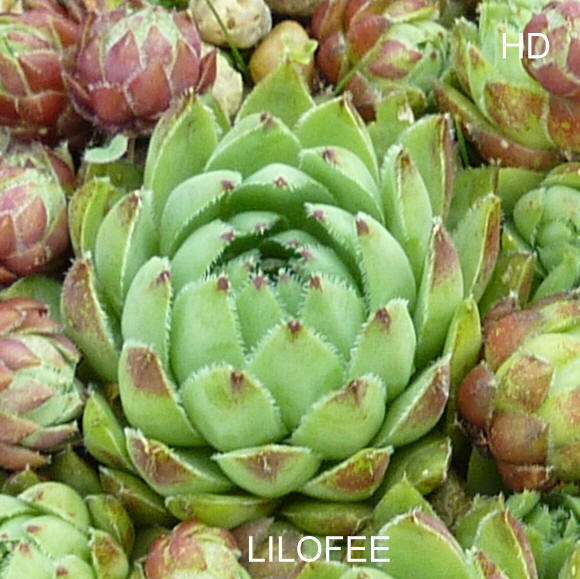 Lilofee / Jovi