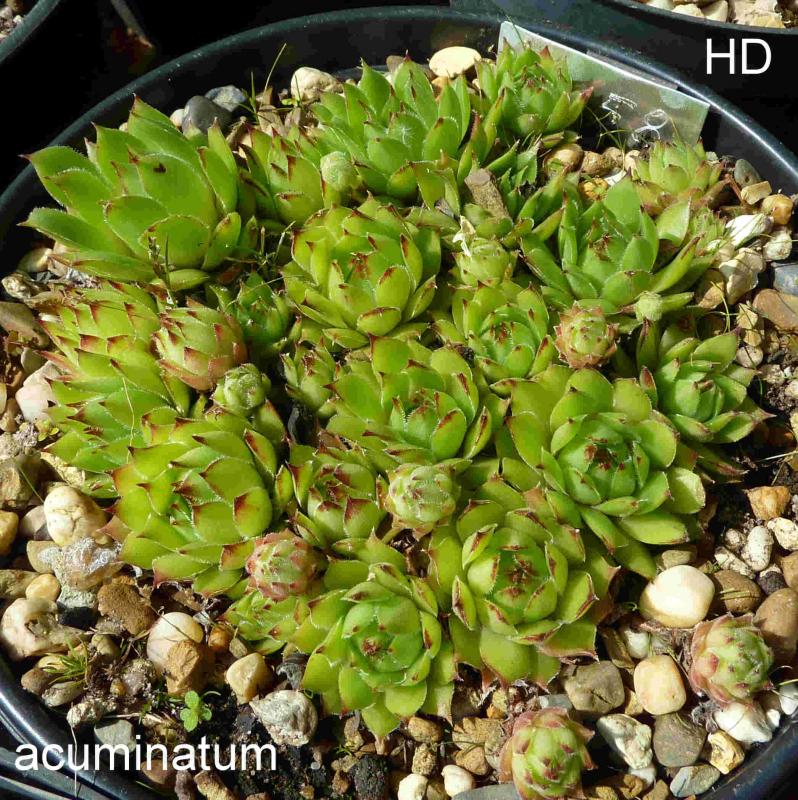 tectorum var. tectorum (acuminatum)