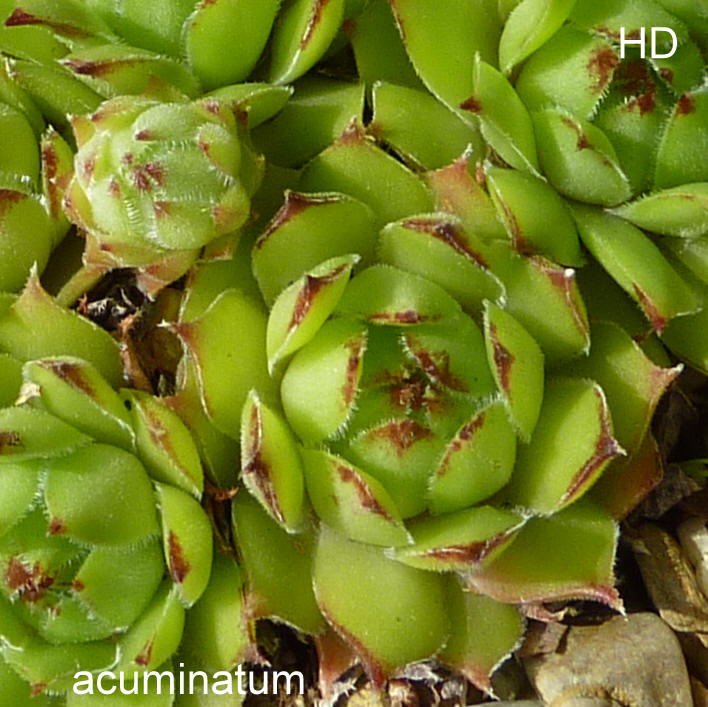 tectorum var. tectorum (acuminatum)