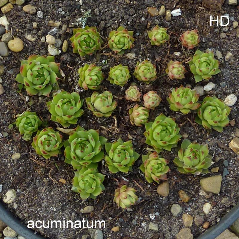 tectorum var. tectorum (acuminatum)