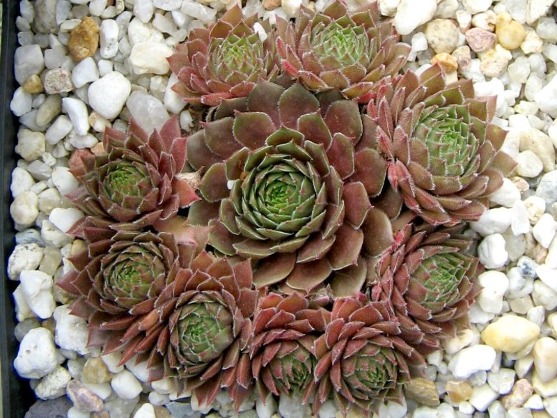 Aglow