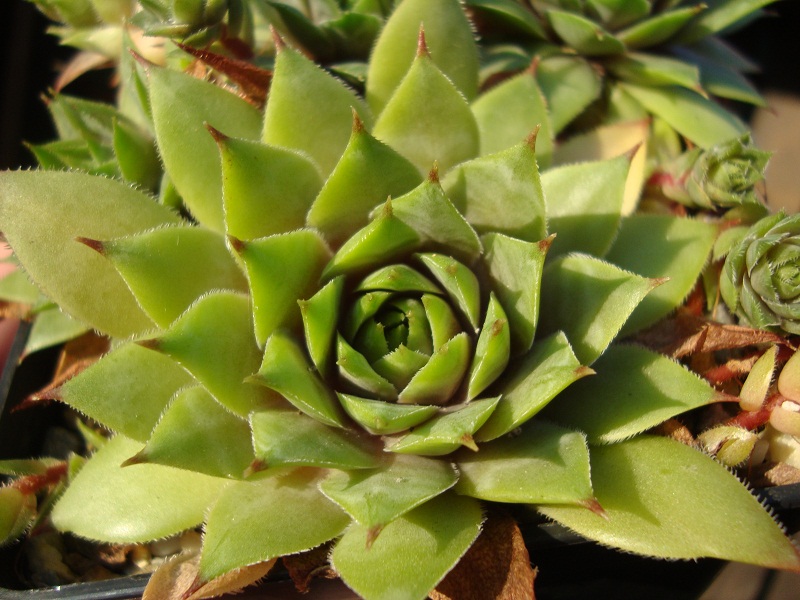 Agnetta