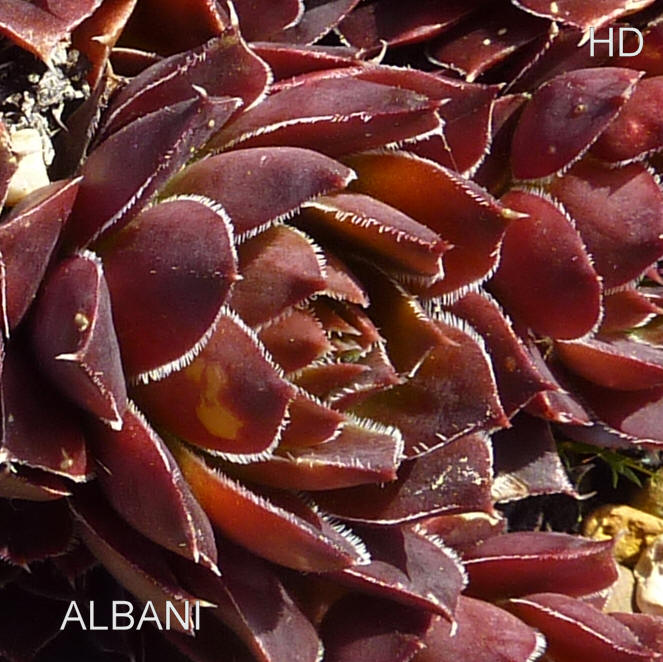 Albani / Jovi