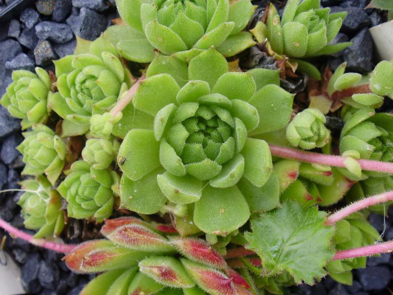 Albiflorum ( II )