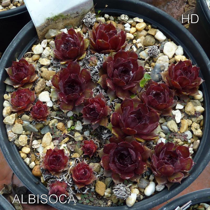 Albisoca