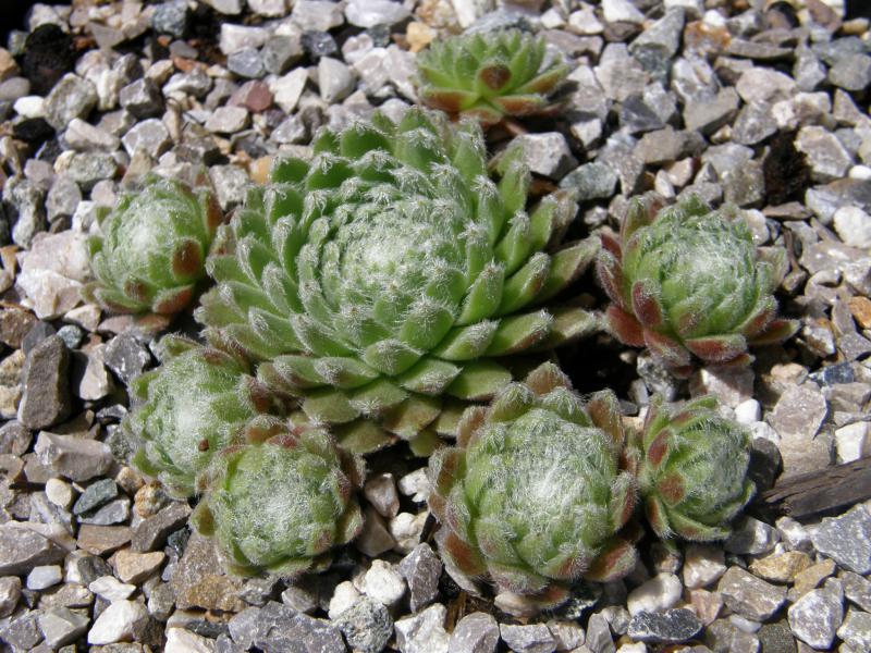 Album Roseum