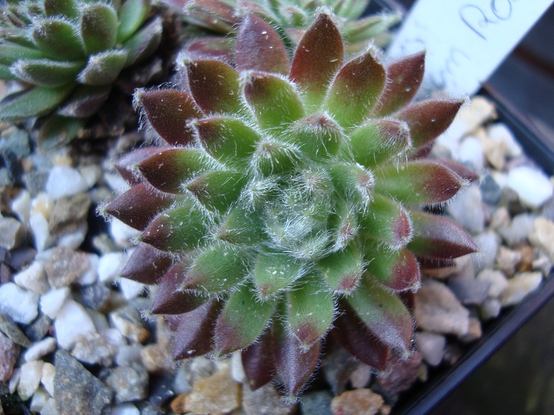 Album Roseum