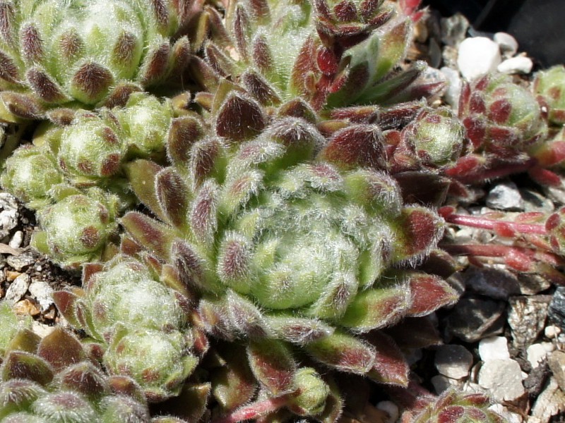 Album Roseum