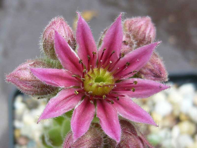 Album Roseum