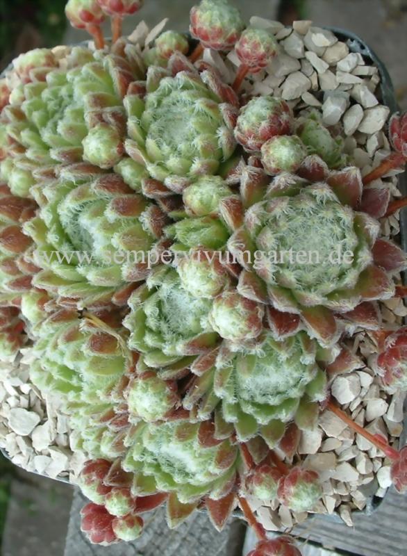 Album Roseum