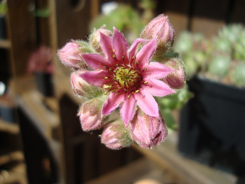 Album Roseum