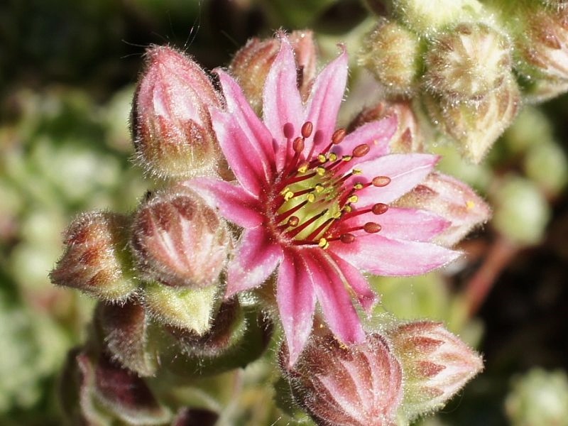 Album Roseum