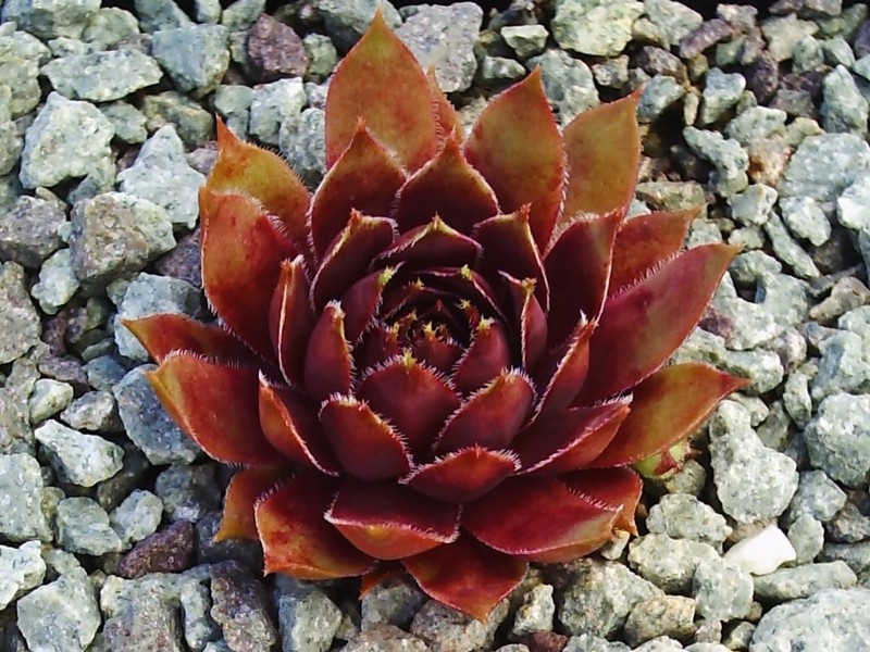 Alcithoe