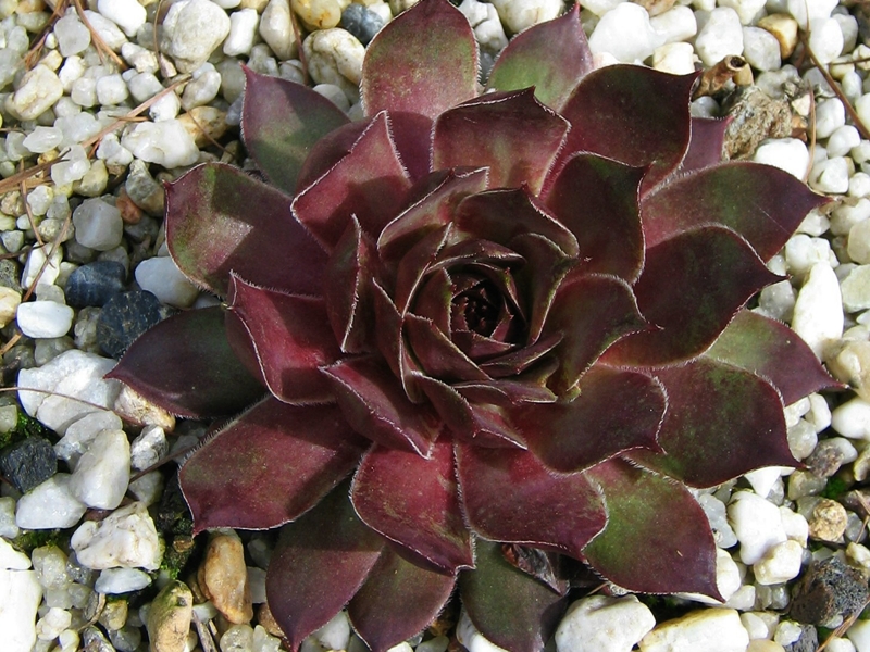 Alcithoe