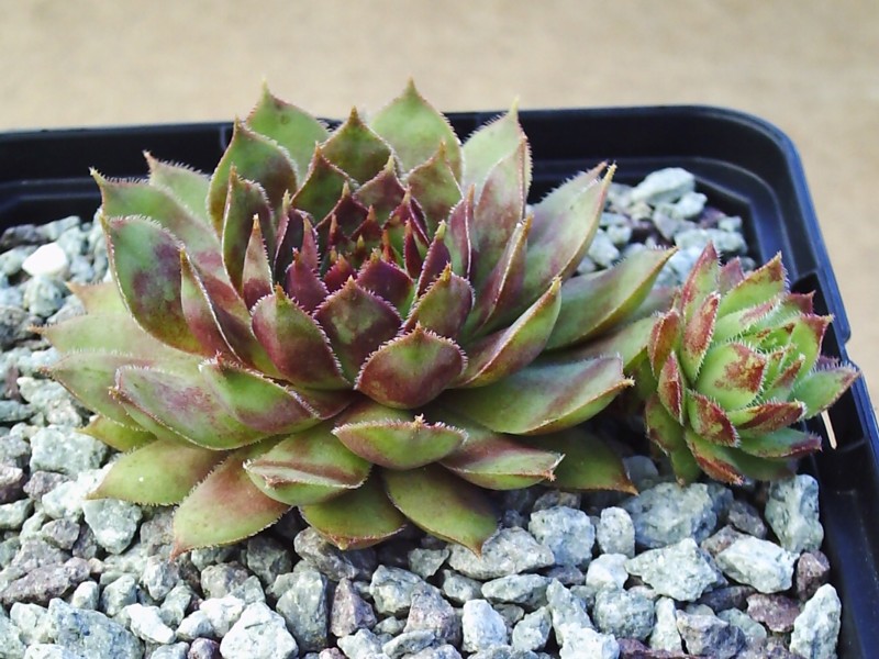 Alcithoe