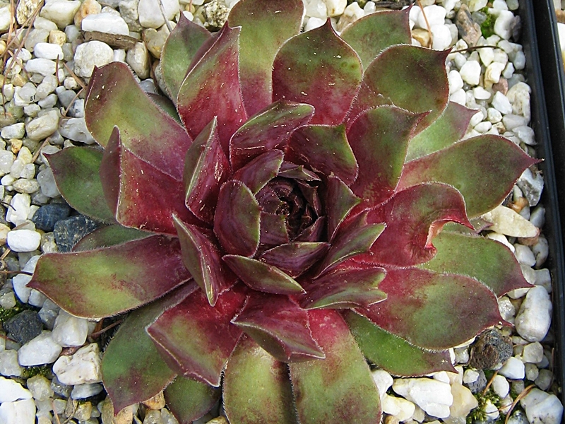 Alcithoe