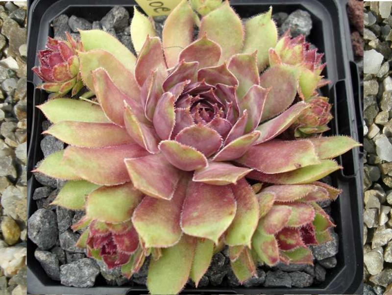 Alcithoe