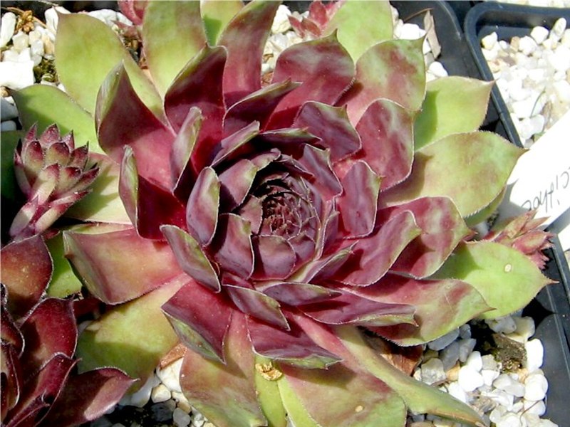 Alcithoe