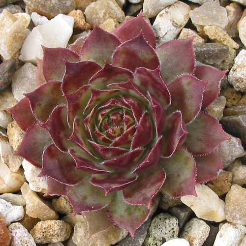 Alcithoe