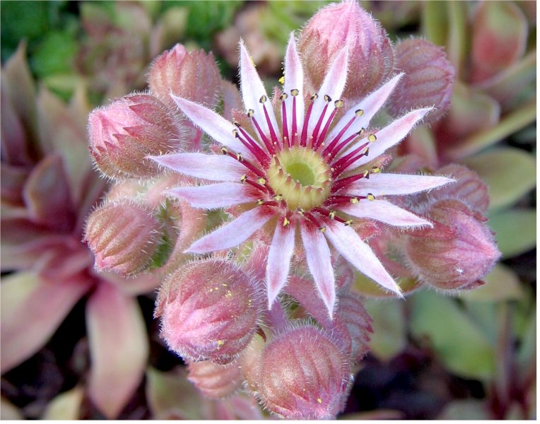 Alcithoe