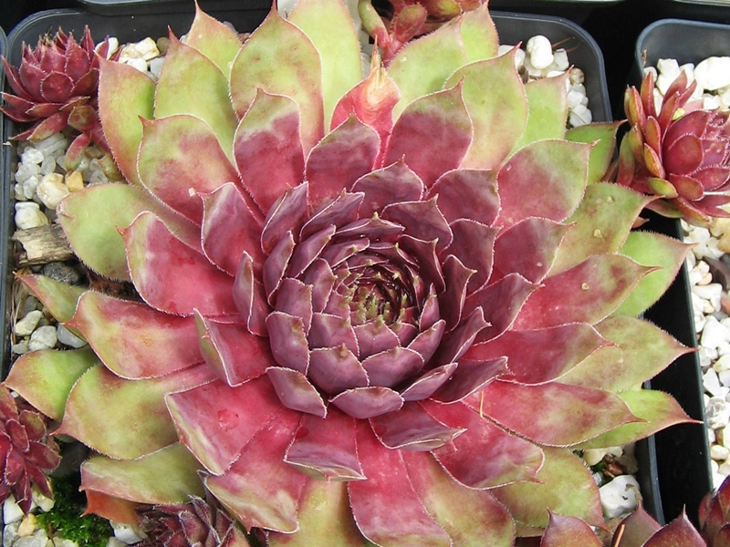 Alcithoe