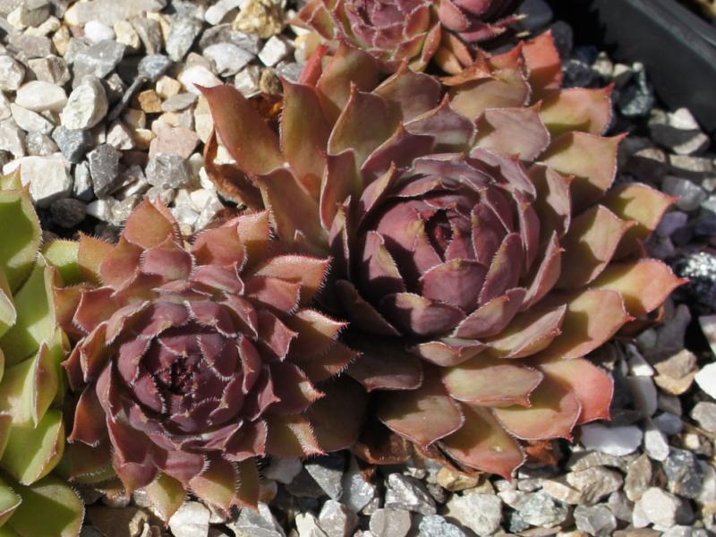 Alcithoe