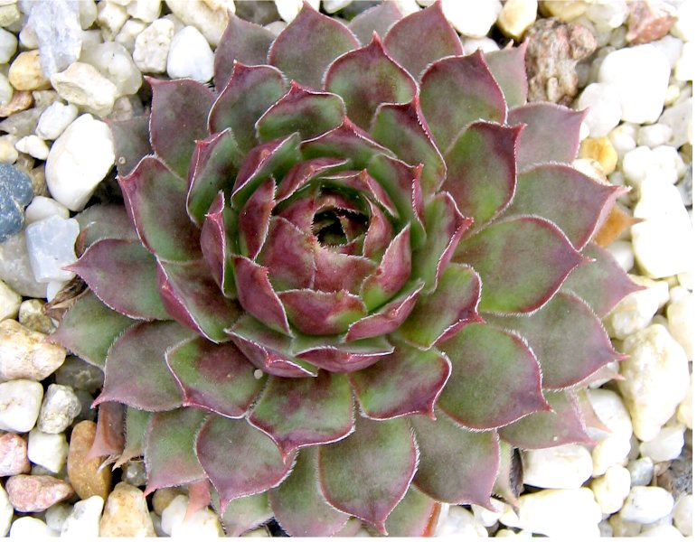 Alcithoe