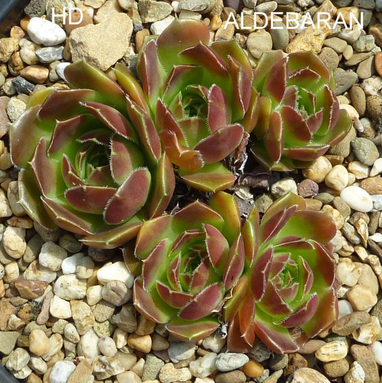 Aldebaran / Jovi