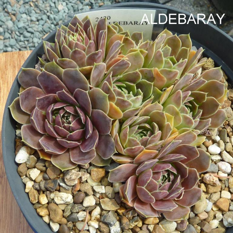 Aldebaray / Jovi