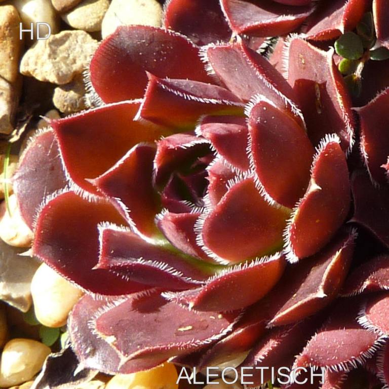 Aleoetisch / Jovi