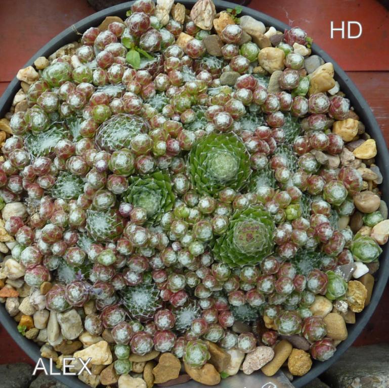 Alex