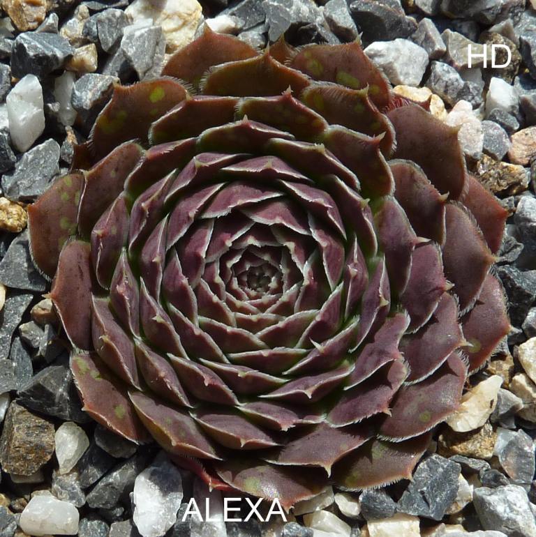 Alexa / Jovi