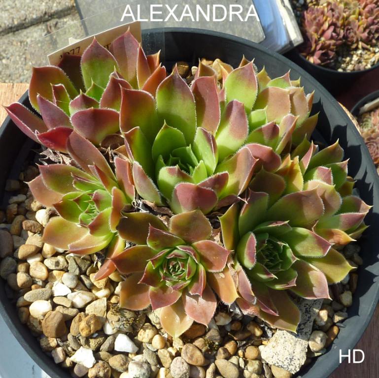 Alexandra / Jovi