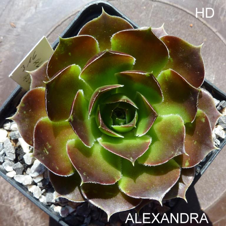 Alexandra / Jovi