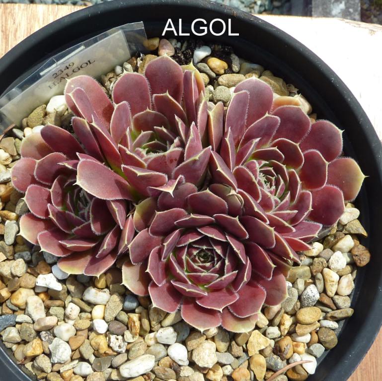 Algol / Jovi