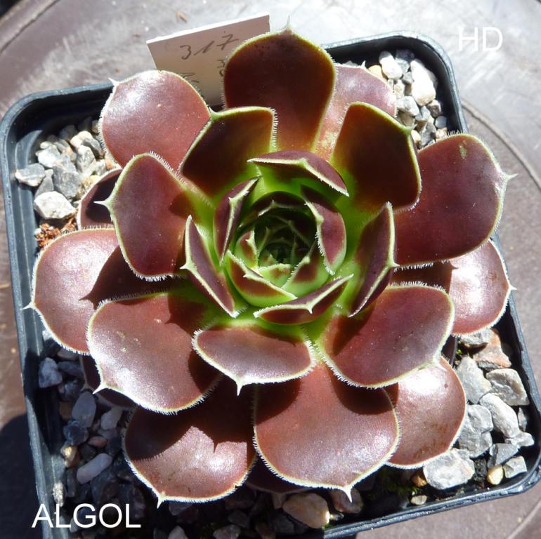 Algol / Jovi