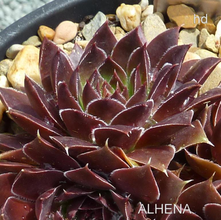 Alhena / Jovi