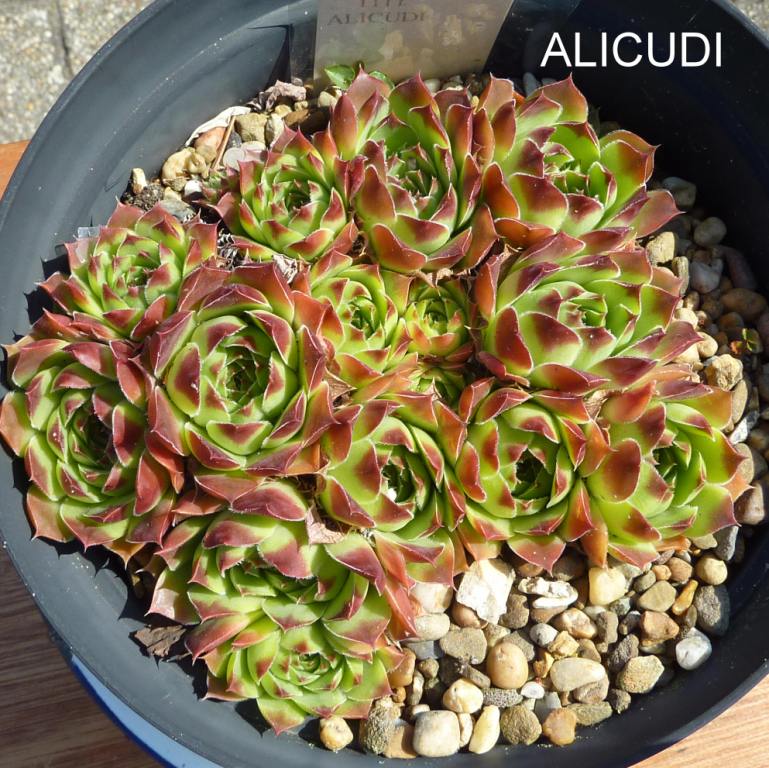 Alicudi / Jovi