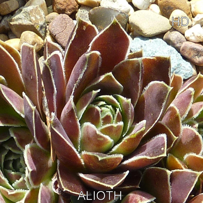 Alioth / Jovi
