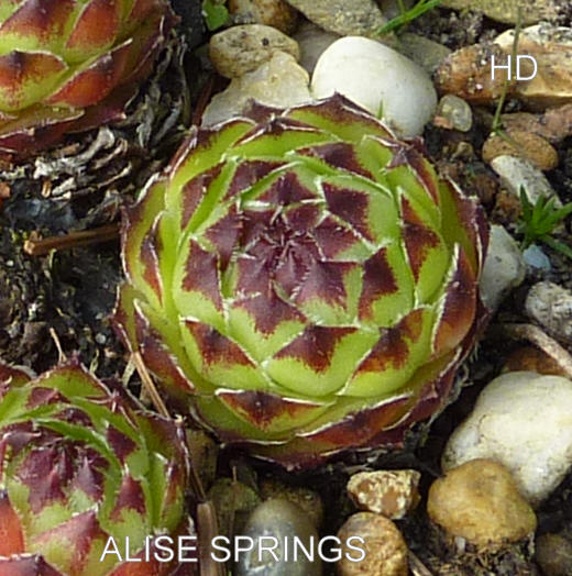 Alise Springs