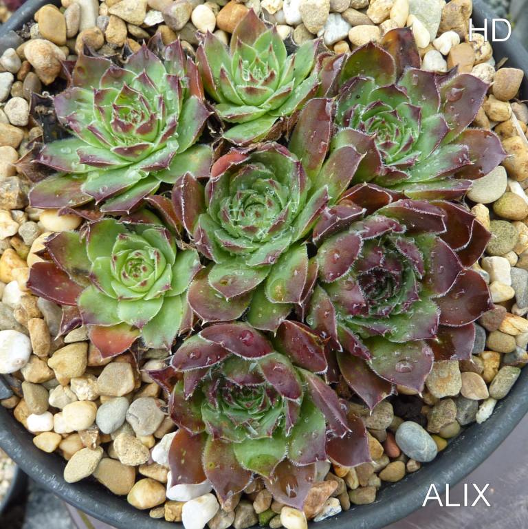 Alix / Jovi