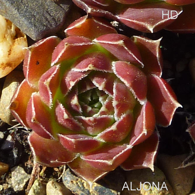 Aljona / Jovi