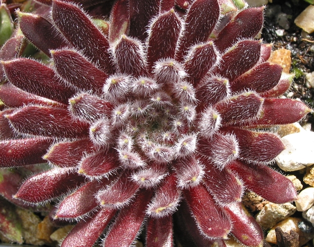 Allison