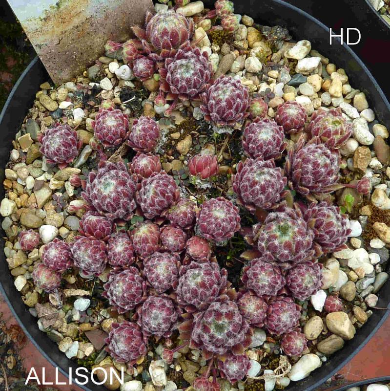 Allison
