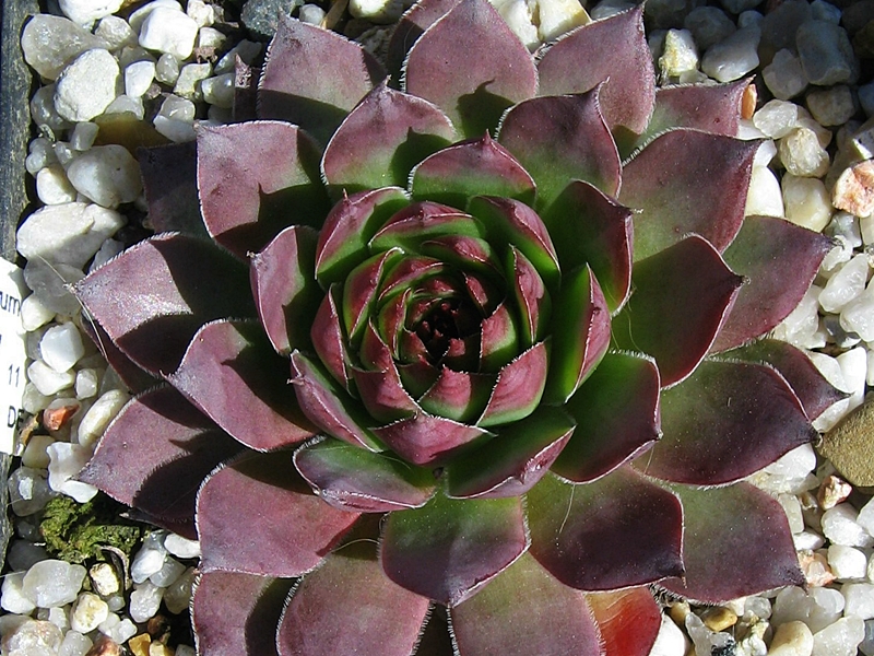 Allotria