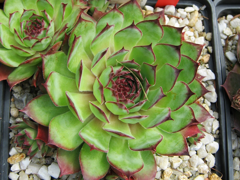 Allotria