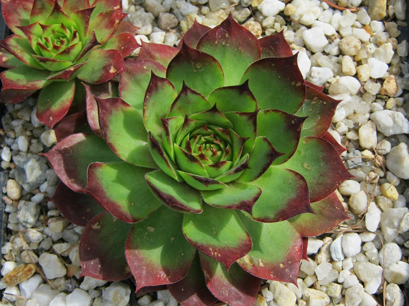 Allotria