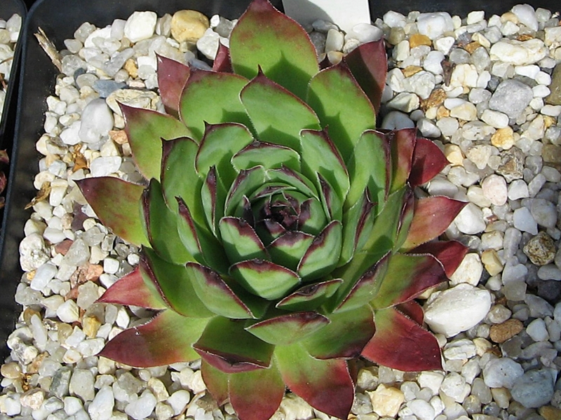 Allotria