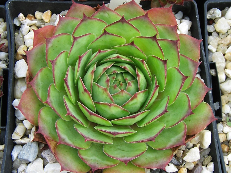 Allotria