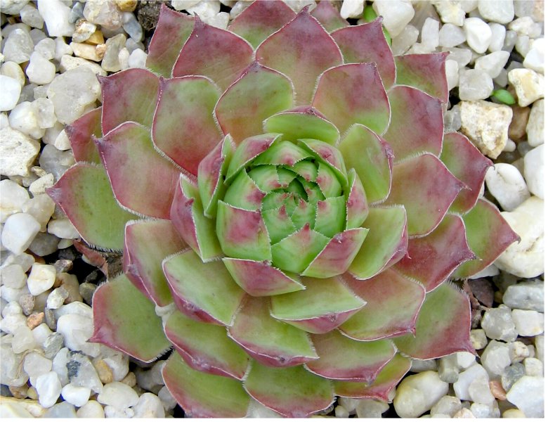 Allotria